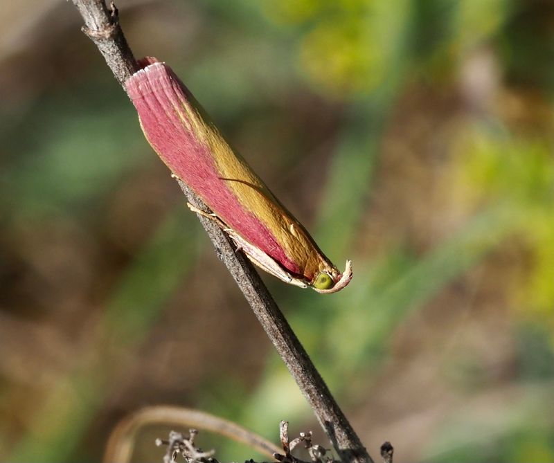 Käringtandsmott, Oncocera semirubella