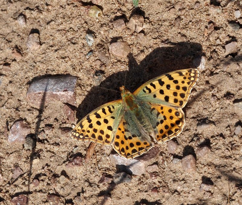 Queen of Spain Fritillary, Storflckig prlemorfjril   (Issoria lathonia)..jpg