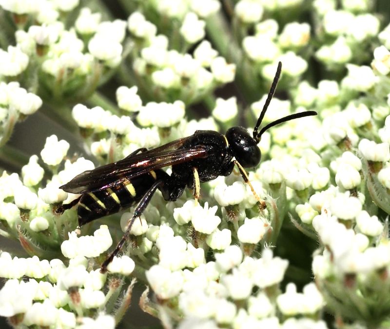 Gorytes quinquecinctus jpeg