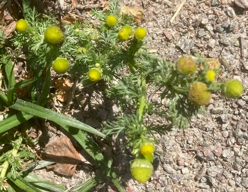 Gatkamomil, matricaria discoidea