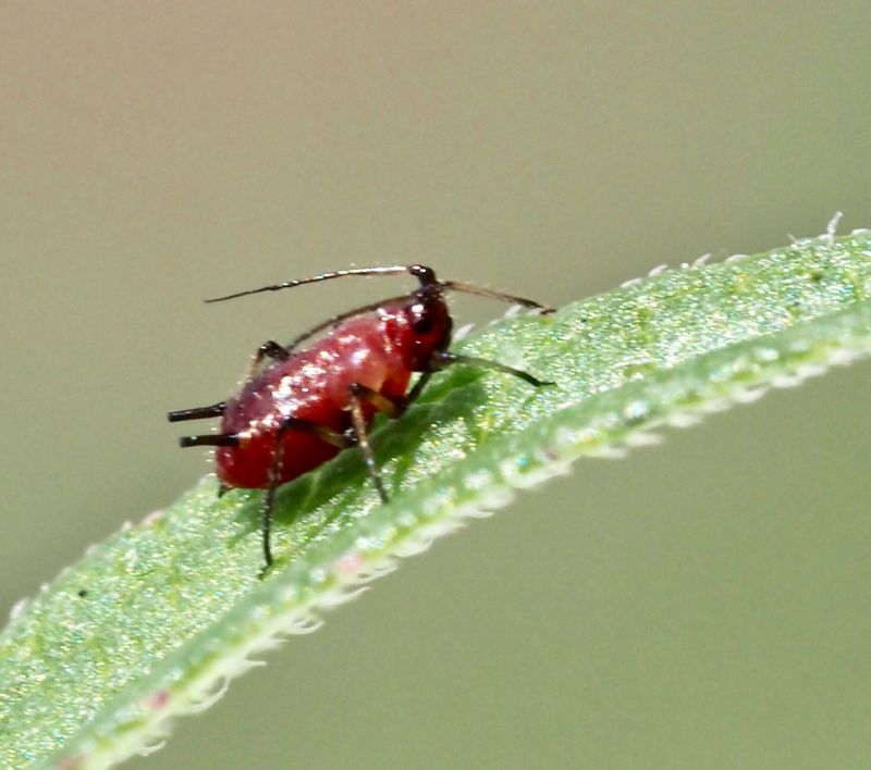 Uroleucon campanulae p knlklocka