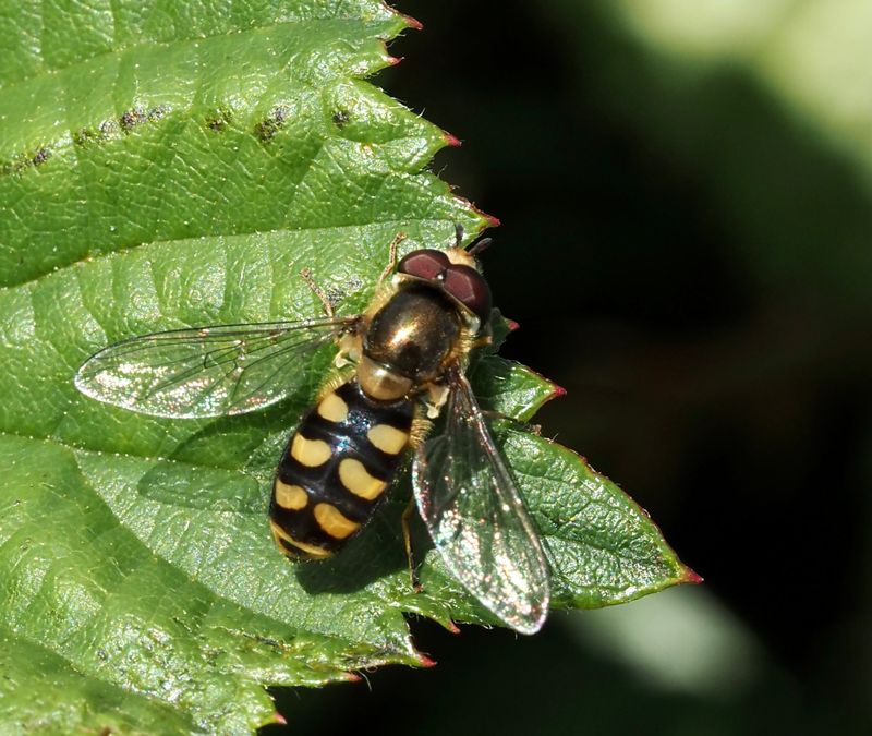 Mnfltblomfluga, Eupeodes luniger