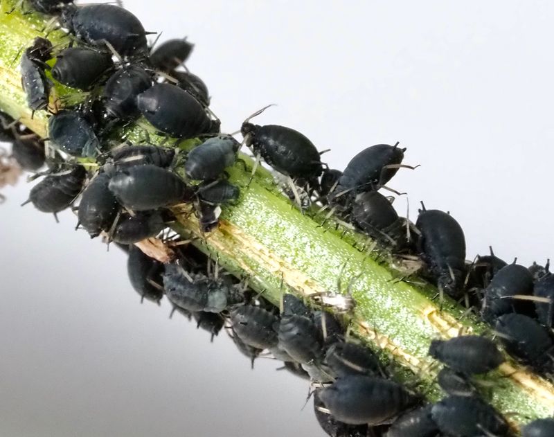 Aphis genus