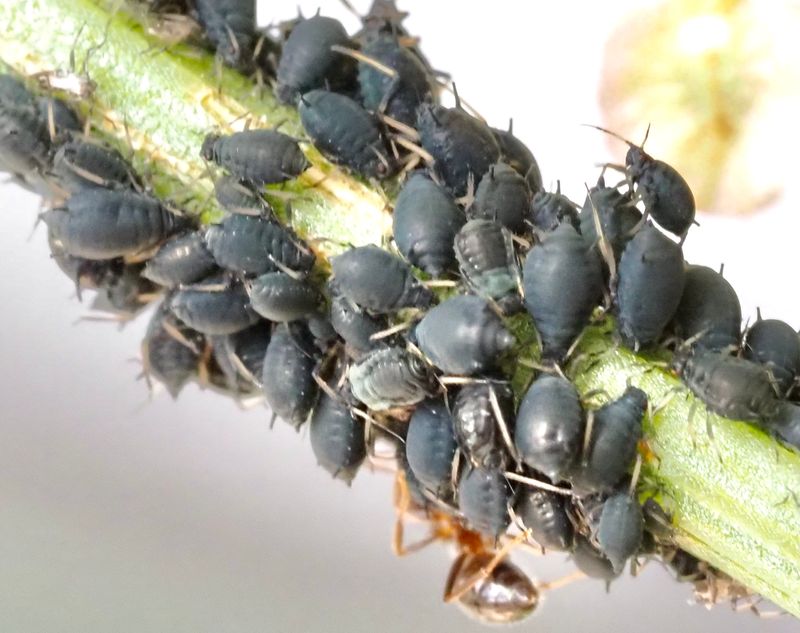 Aphis rumicis