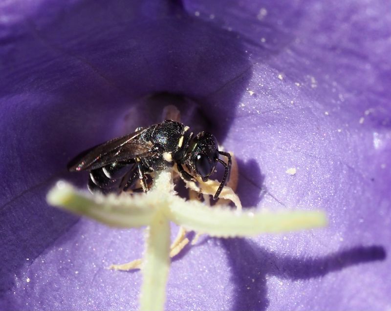 Ängscitronbi, Hylaeus confusus.jpg female