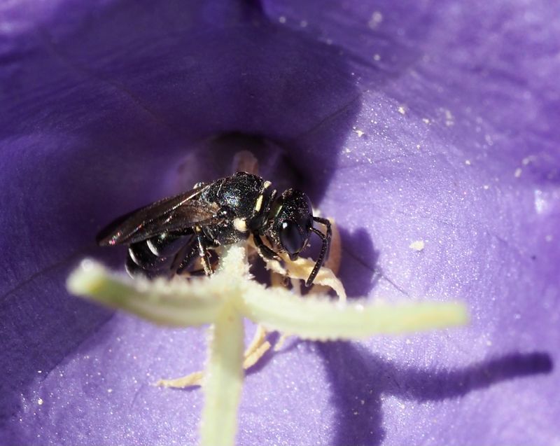 ngscitronbi, Hylaeus confusus.jpg female