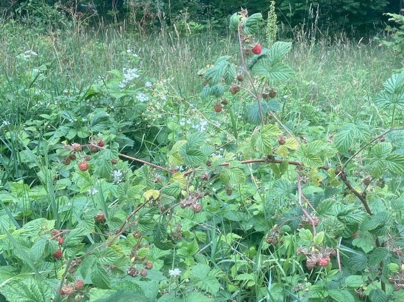 Hallon, Rubus idaeus