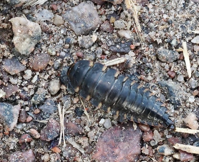 Smalkantad asbagge, Silpha tristis.jpg 