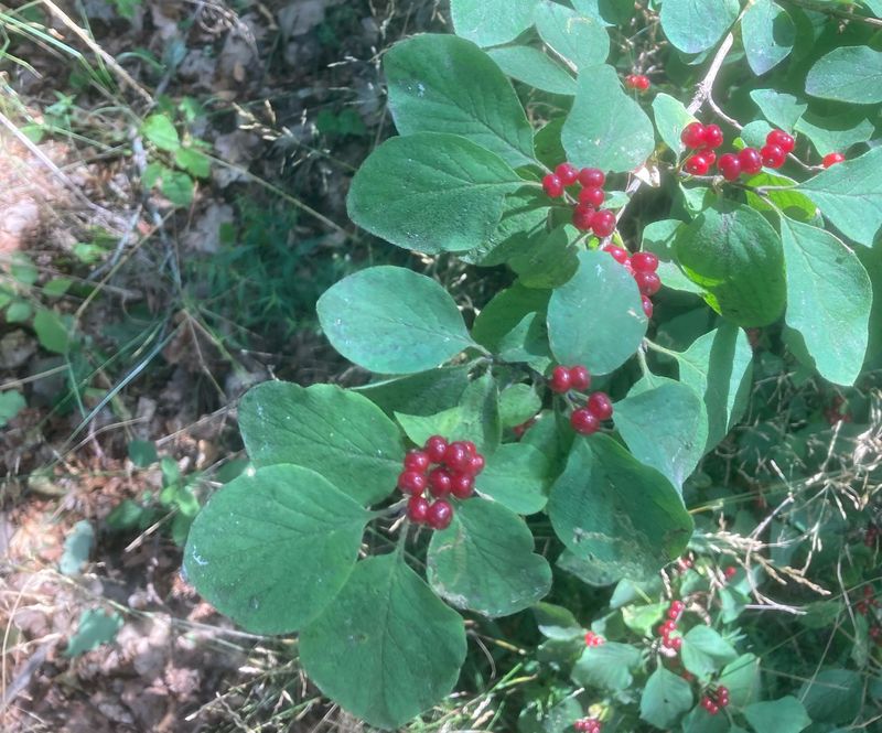 Skogstry, Lonicera xylosteum .jpeg