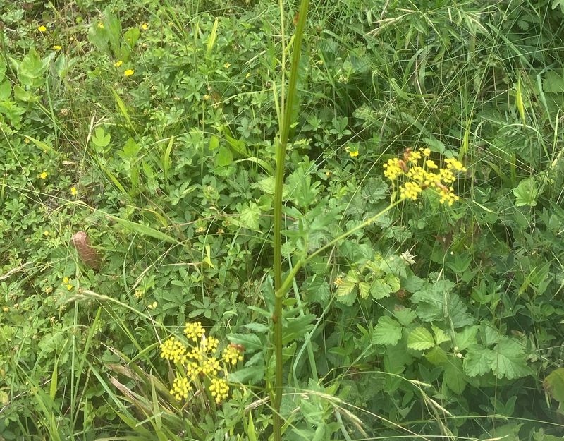 Palsternacka, Pastinaca sativa