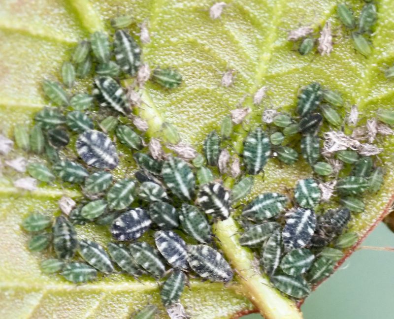 Glyphina betulae