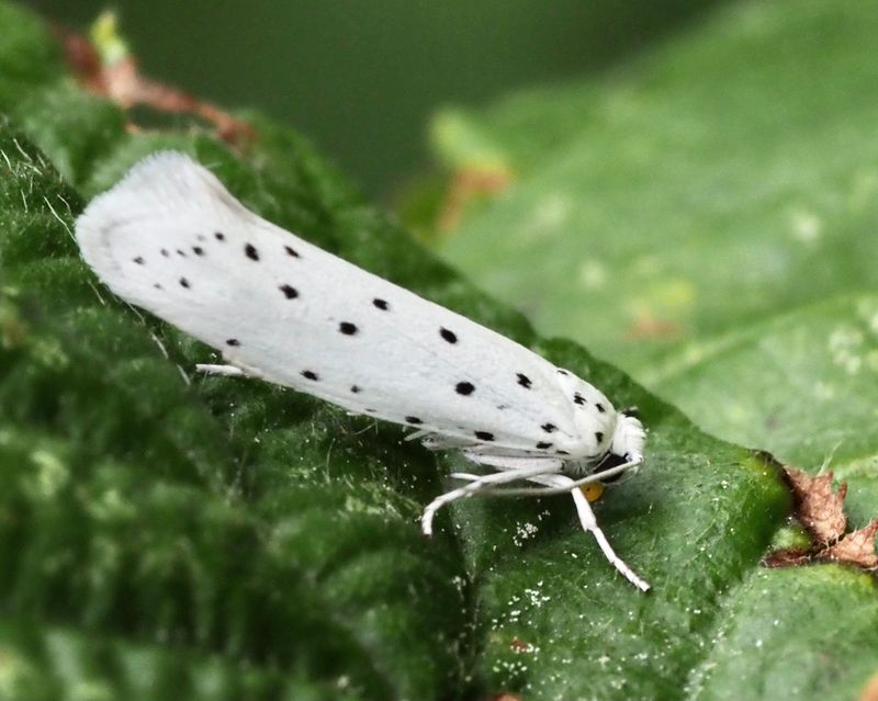 Slnspinnmal (Yponomeuta padellus).jpg