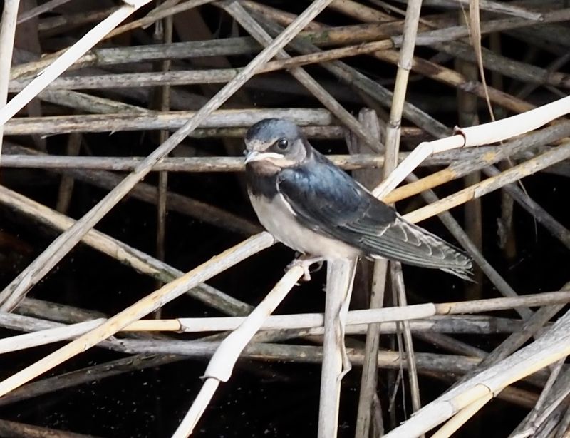 Barn Swallow, Ladusvala   (Hirundo rustica).jpg