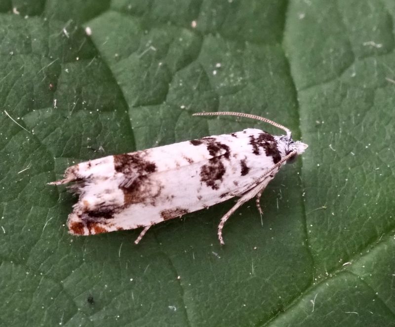 Ståndsfrövecklare, Eucosma campoliliana