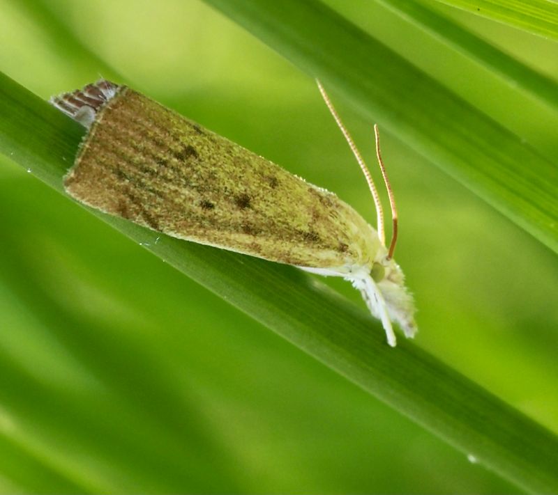 Kaveldunsmott (Calamotropha paludella).jpg