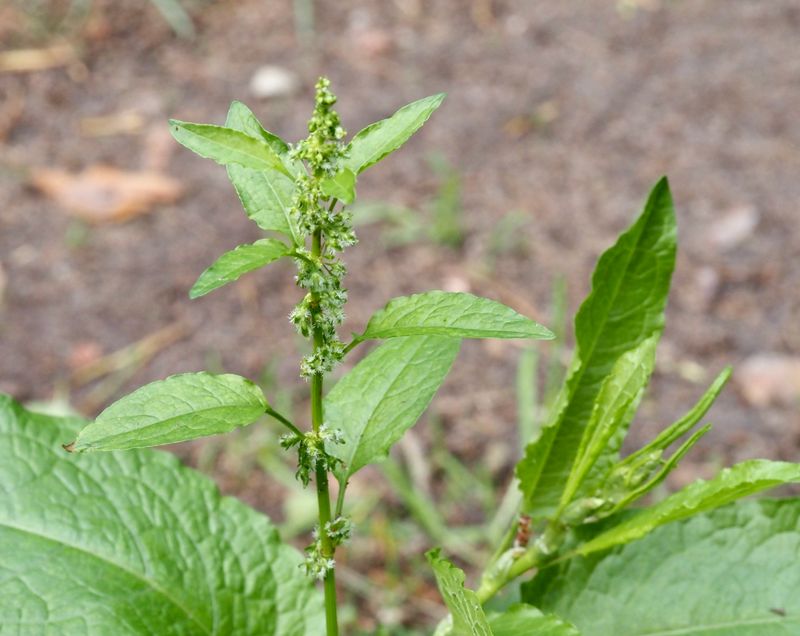 Skogsskrppa, Rumex sanguineus