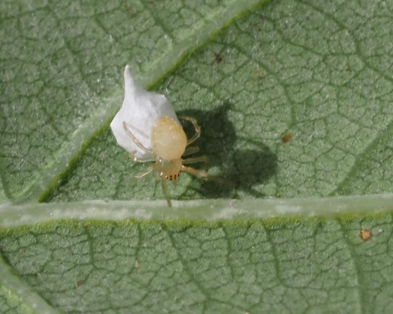 Dvärgklotspindel (Paidiscura_pallens).jpg