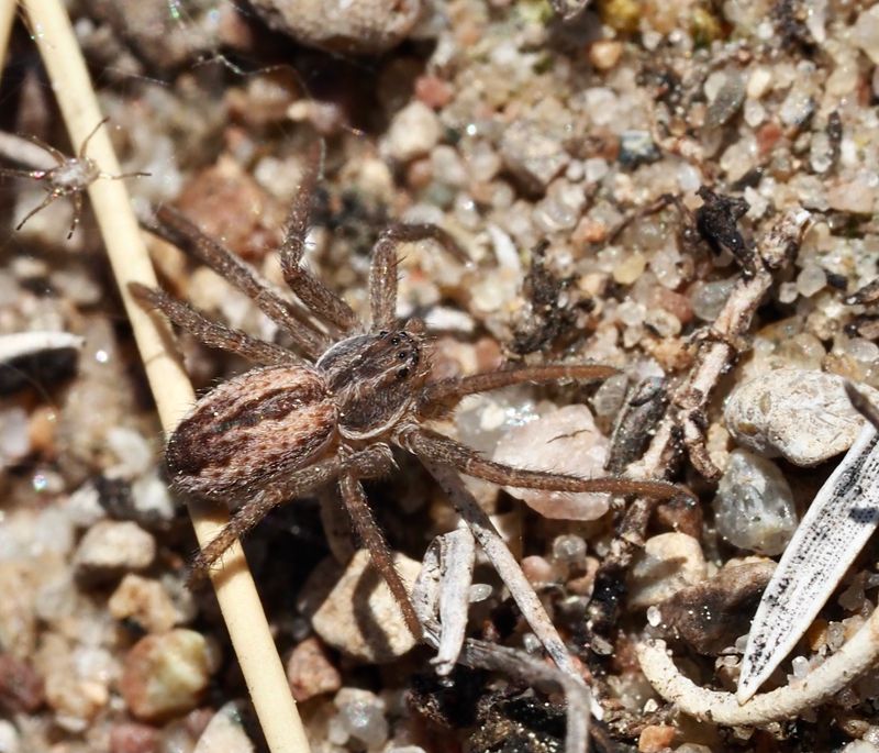 Raggsnabblöpare, Thanatus striatus. jpeg