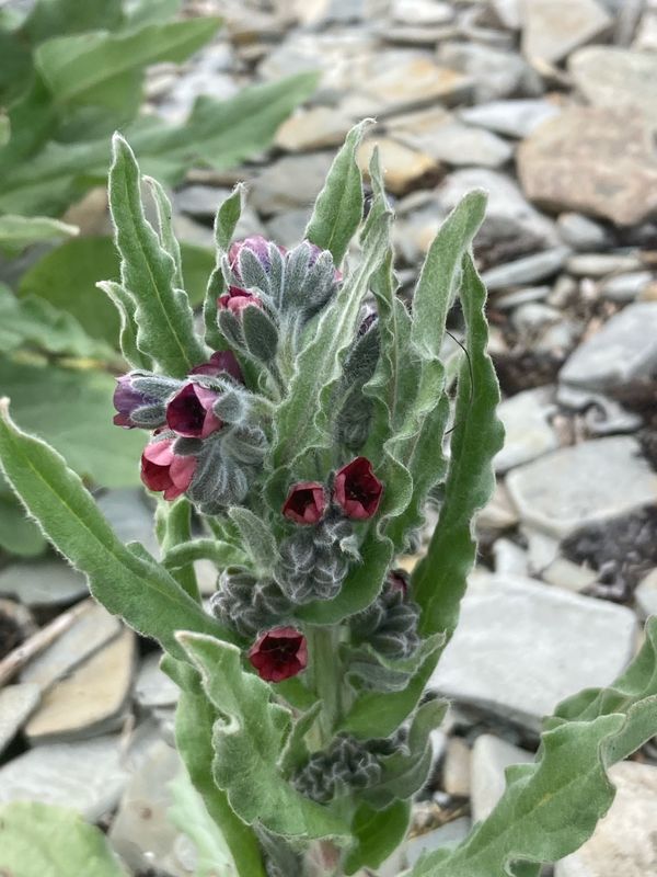 Hundtunga, Cynoglossum officinale