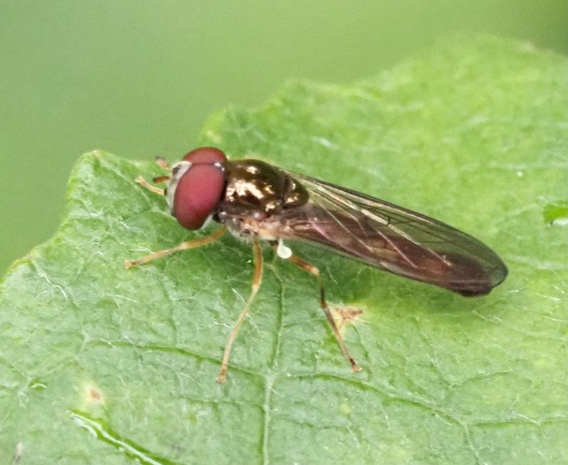 Lng grsblomfluga, Melanostoma scalare