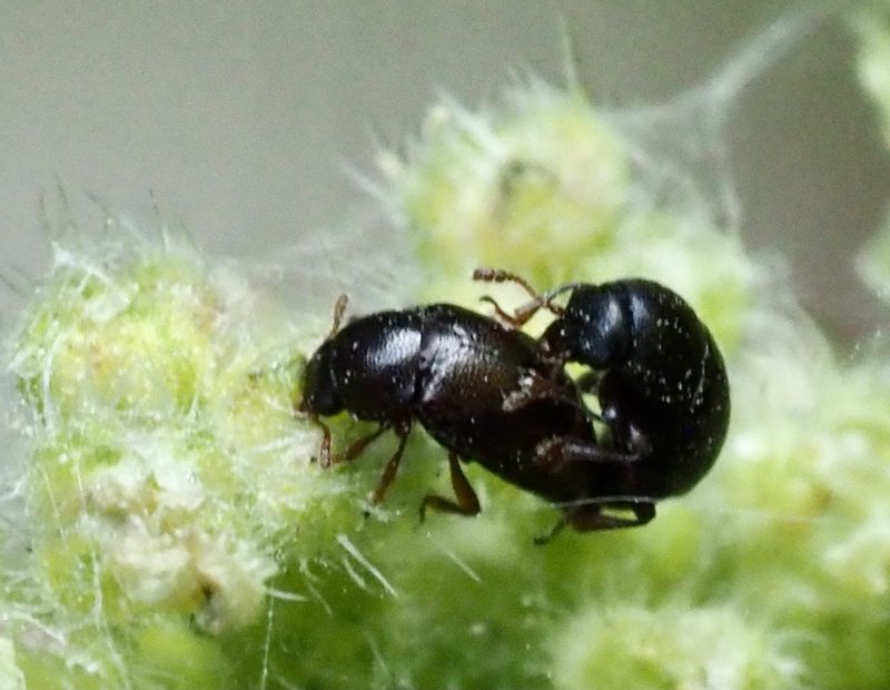 Brachypterolus glaber.jpg