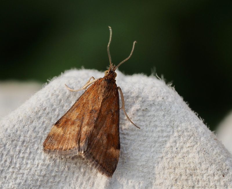 Majsmott, Ostrinia nubilalis. jpeg