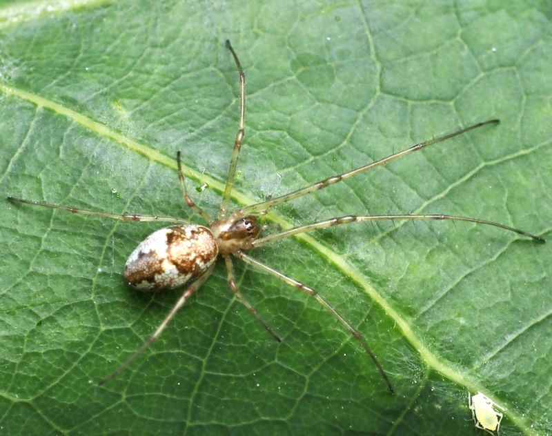 Prlstrckspindel (Tetragnatha obtusa).jpg