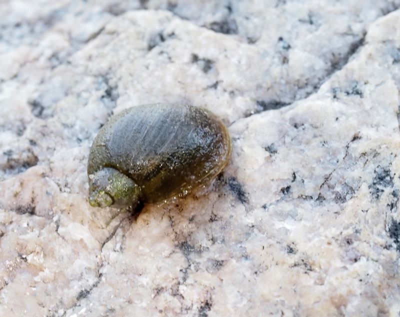 Oval dammsncka, Ampullaceana balthica