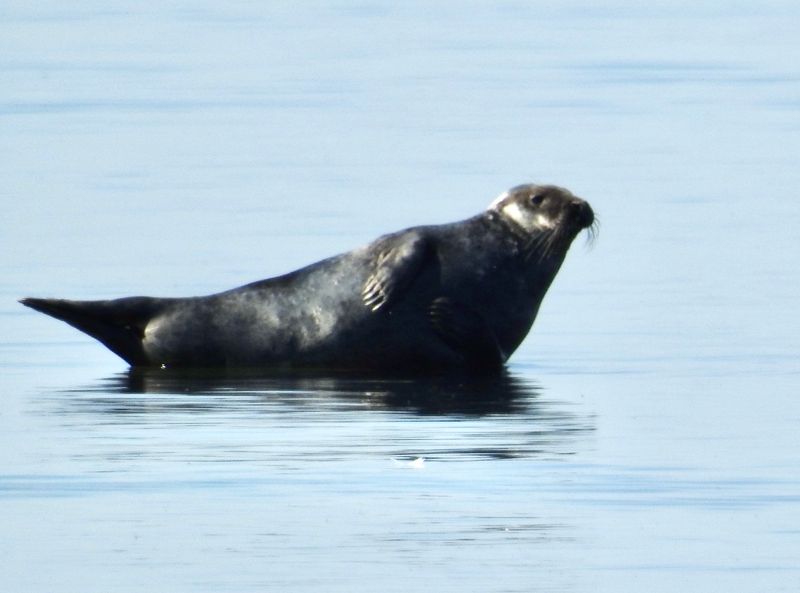 Grey Seal, Gråsäl (Halichoerus gripus).jpg