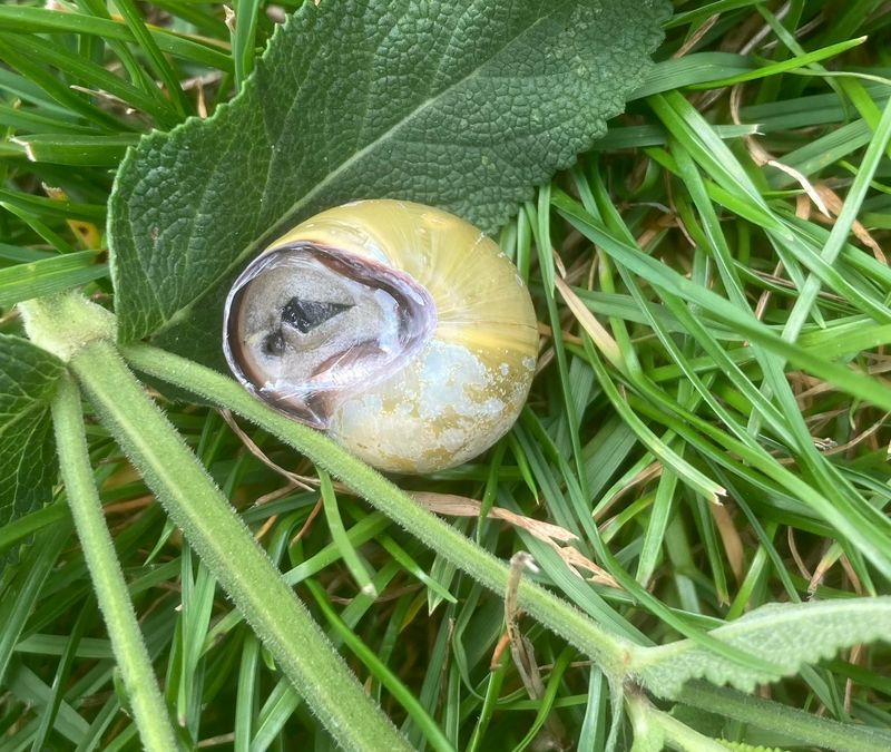 Parksncka (Cepaea nemoralis).jpg