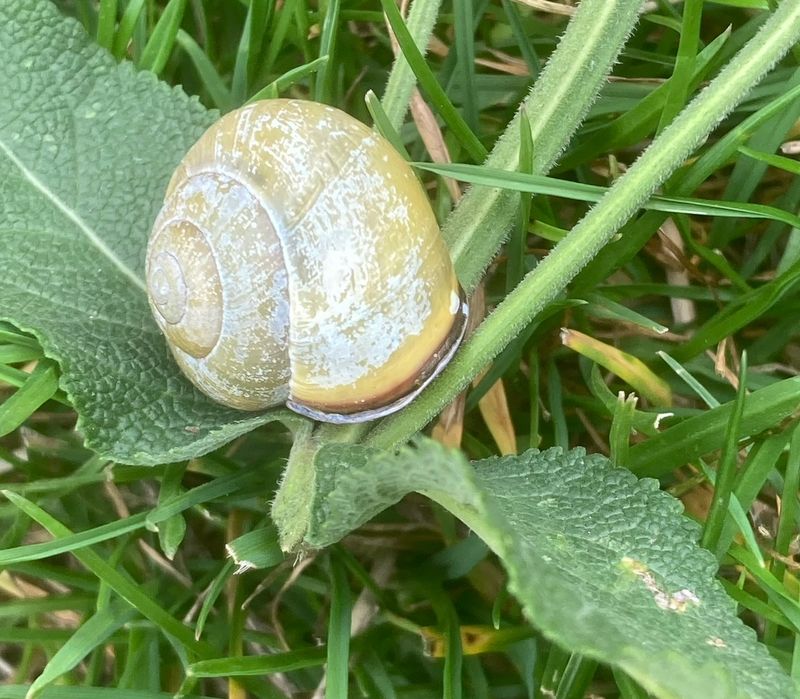 Parksncka (Cepaea nemoralis).jpg