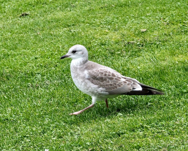 Fiskms, Common Gull, Larus canus. First year juvenile.  jpeg