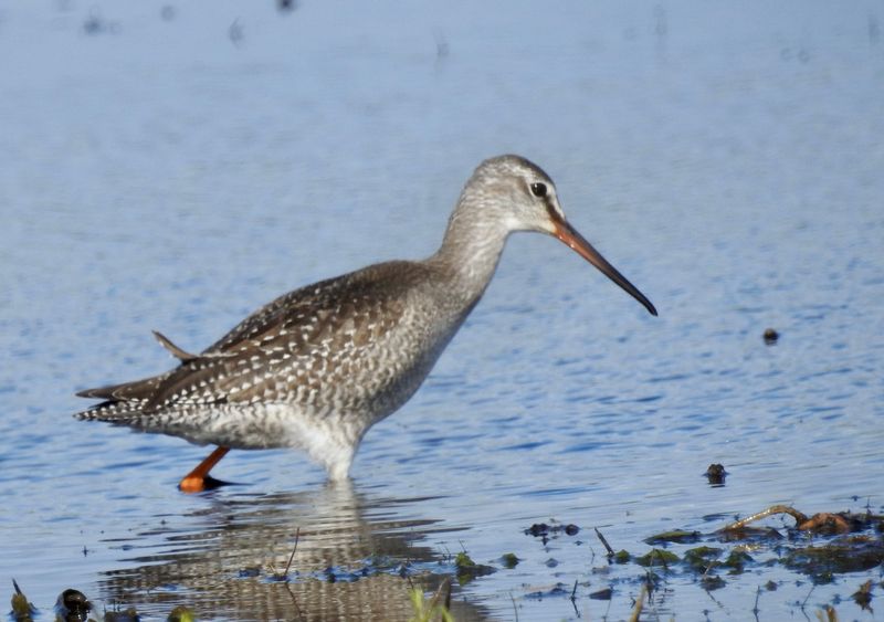 Spotted Redshank, Svartsnäppa, Tringa erythropus