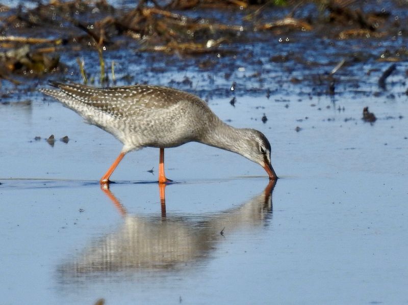 Spotted Redshank, Svartsnäppa, Tringa erythropus