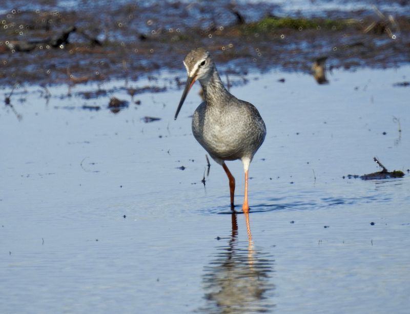 Spotted Redshank, Svartsnäppa, Tringa erythropus