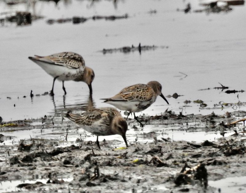 Dunlin at Bejershamn