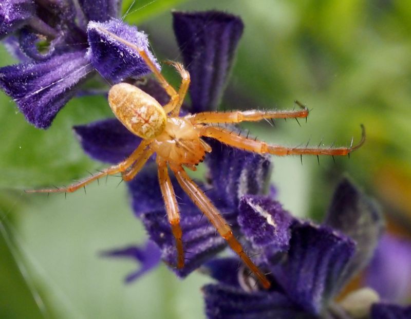 Hstspindel, Metellina segmentata
