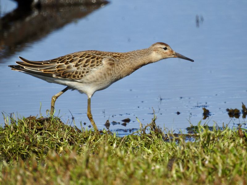 Juvenile Ruff (1K), Bejershamn