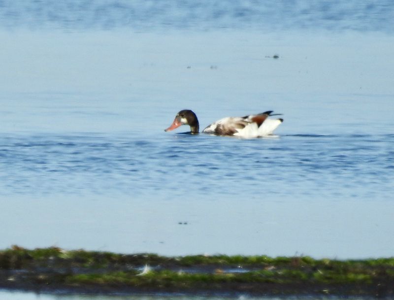 Juvenile shellduck (1K), Bejershamn