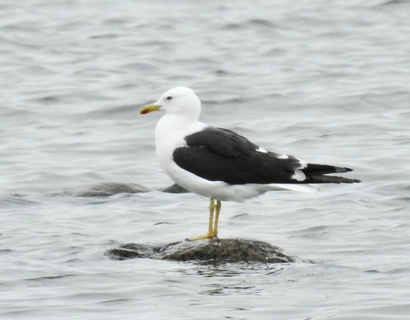 Lesser Black-backed Gull, Silltrut (Larus fuscus fuscus) Ottenby.jpg