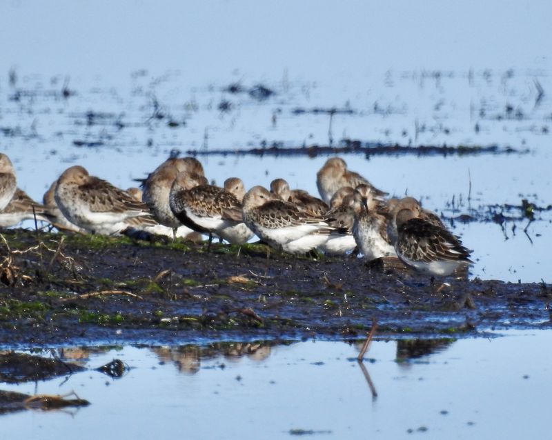Dunlin at Bejershamn