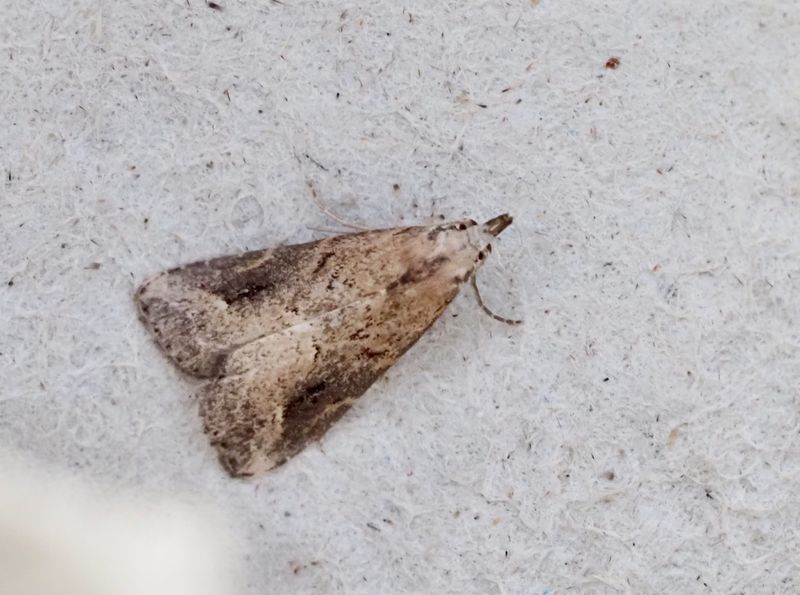 Snedstreckat mottfly, Schrank costaestrigalis