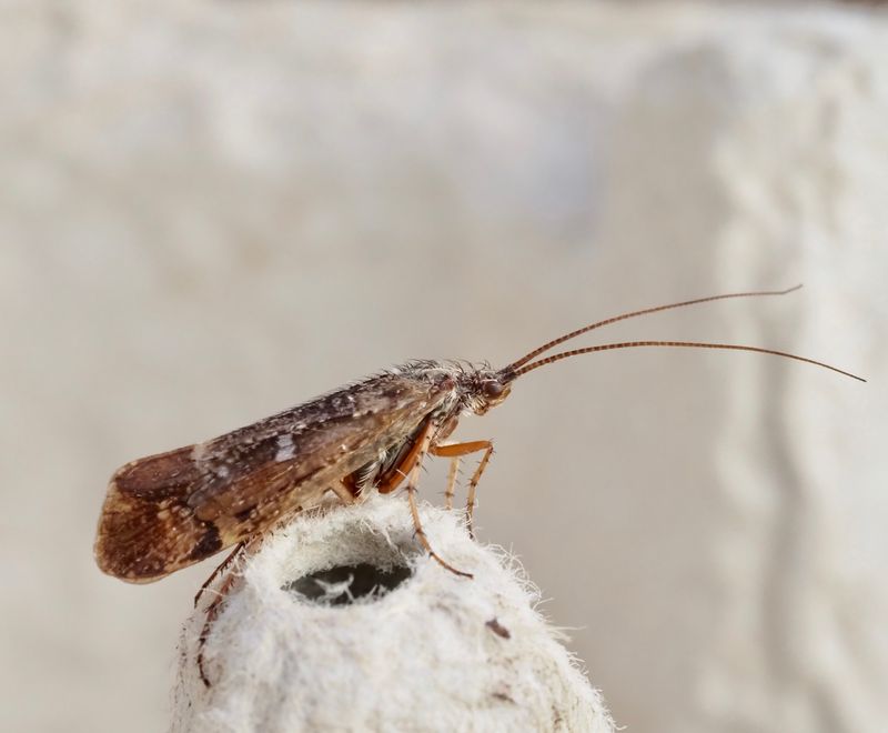 Limnophilus bipunctatus