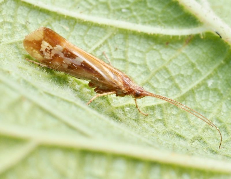 Limnophilus sdubcentralis