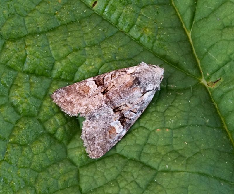 Pilfly (Brachylomia viminalis).jpg
