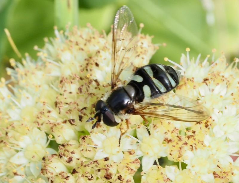 Grn vinkelblomfluga, Didea alneti. jpeg