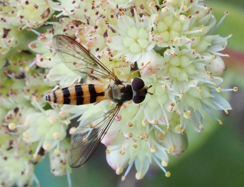Bandflickblomfluga, Meliscaeva cinctella.jpg