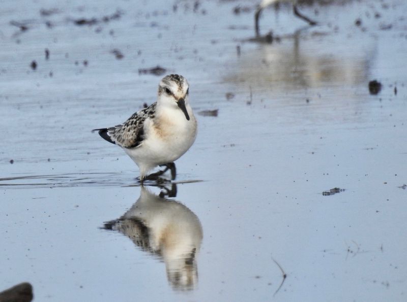 Sandlpare (Calidris alba) Sanderling.jjuv.  pg
