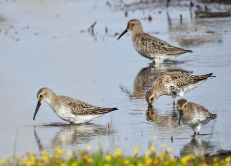 Dunlin at Bejershamn