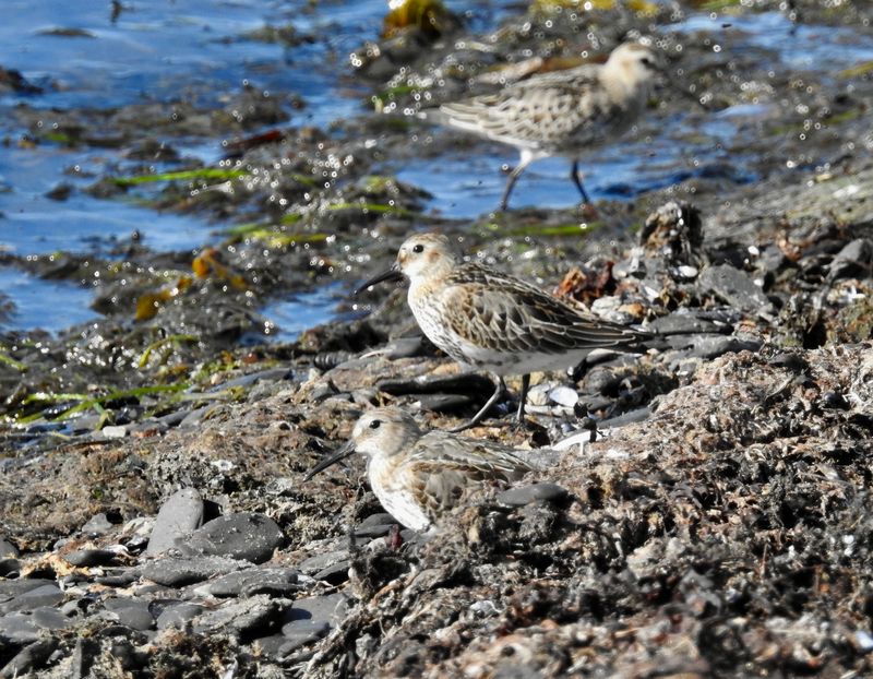 Dunlin at Ottenby